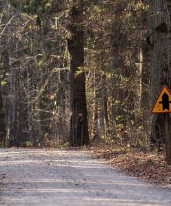 Trwa budowa utwardzonej drogi w Puszczy Białowieskiej