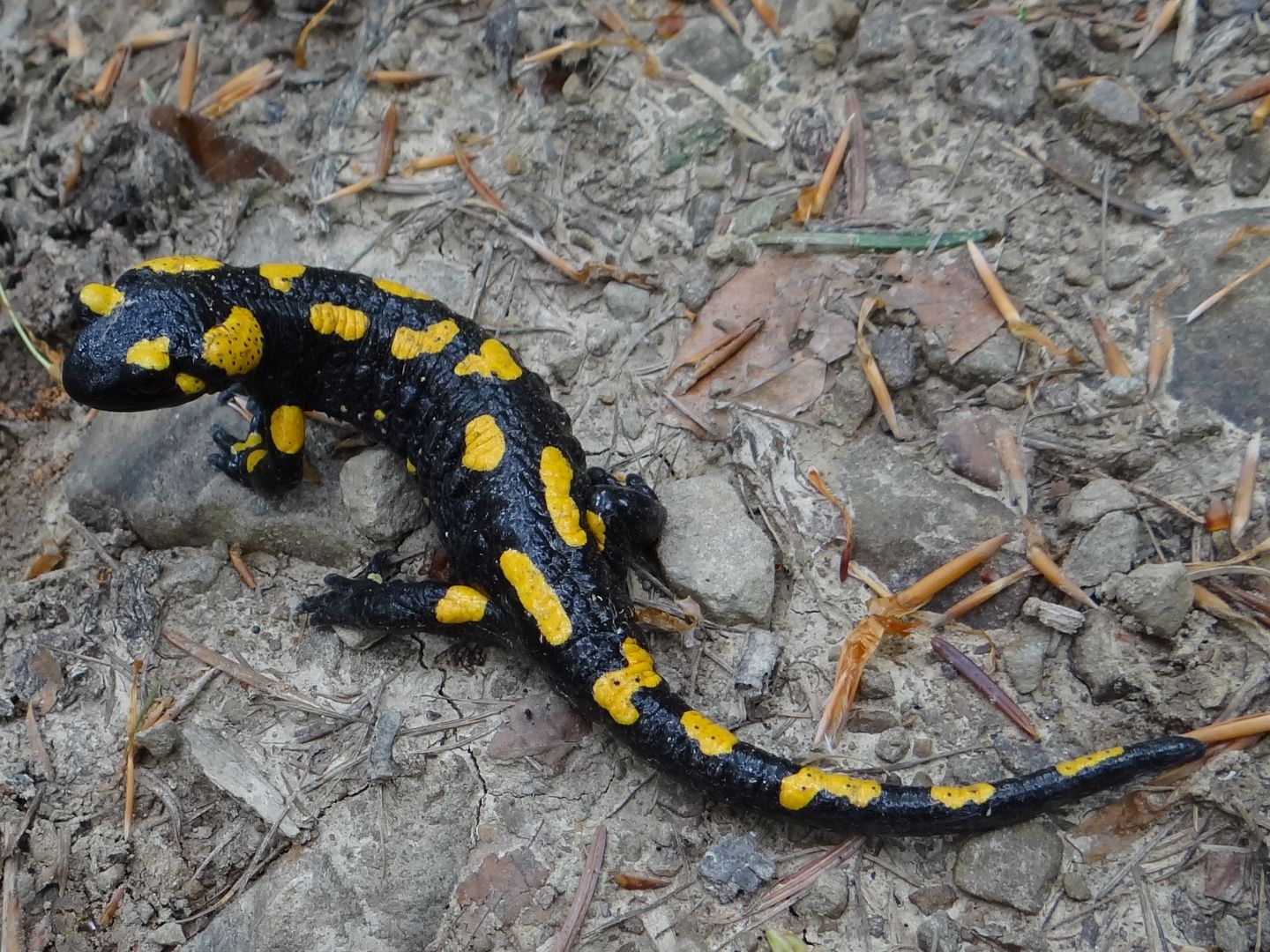 Salamandra plamista żyje głównie w górach