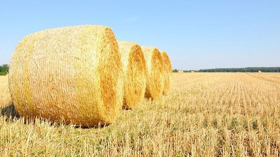Palenie papierosów w szałasie ze słomy skończyło się tragicznie dla dwóch chłopców z gminy Płoty