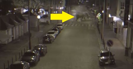Kupy słonia na ulicach Poznania i to nagranie. Miasto tłumaczy