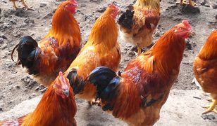 Kastrowane mięso w Biedronce. Sieć z nową ofertą