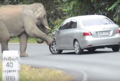 Chciał tylko zrobić zdjęcie. Słoń zadeptał go na śmierć