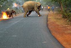 Płonące słoniątko ucieka przed tłumem ludzi. Najciekawsze zdjęcia tygodnia