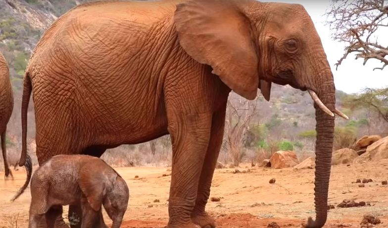 Słoń wychowany przez ludzi wrócił po latach. Nie bez powodu