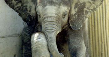Słoń zabił opiekuna w ZOO