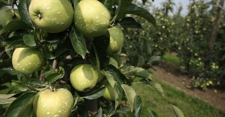 Ceny warzyw i owoców w górę. Zimna wiosna zepsuje zbiory