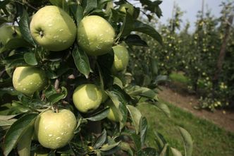 GUS. Zbiór owoców w sadach o ok. 25 proc. niższy niż w 2018 r. Winne przymrozki