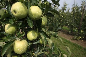 GUS. Zbiór owoców w sadach o ok. 25 proc. niższy niż w 2018 r. Winne przymrozki