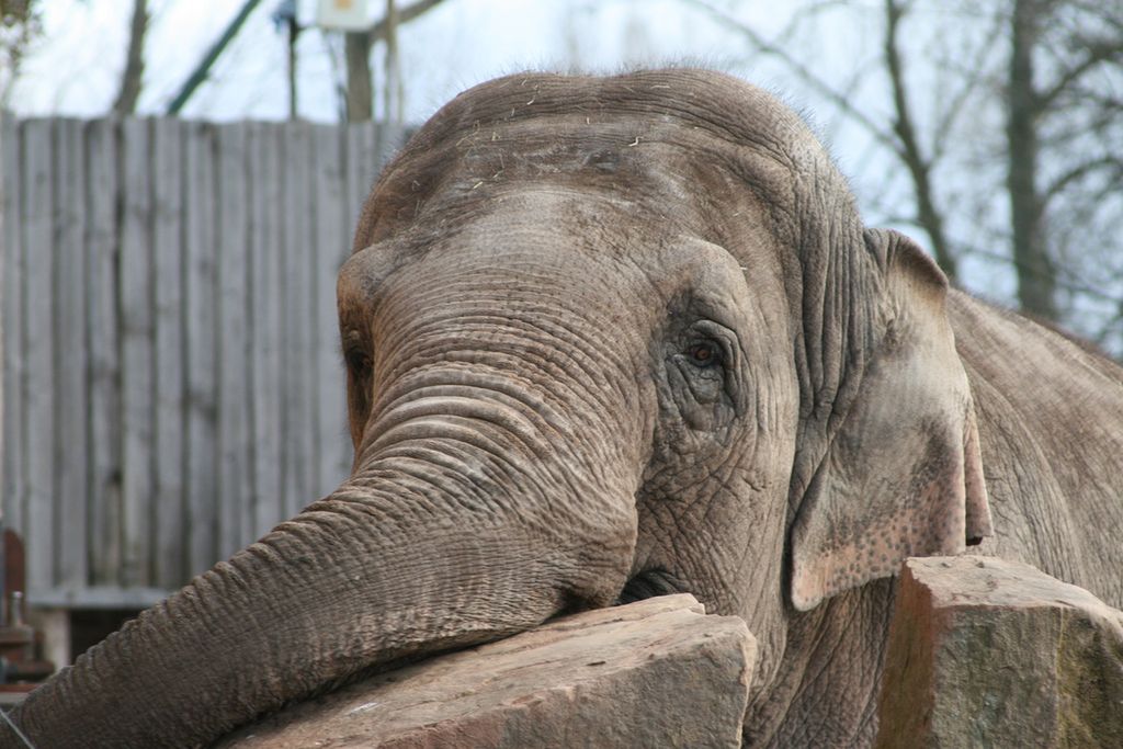 Słonie płaczą, a małpy wiedzą, co to sprawiedliwość. Naukowcy potwierdzili uczucia u zwierząt