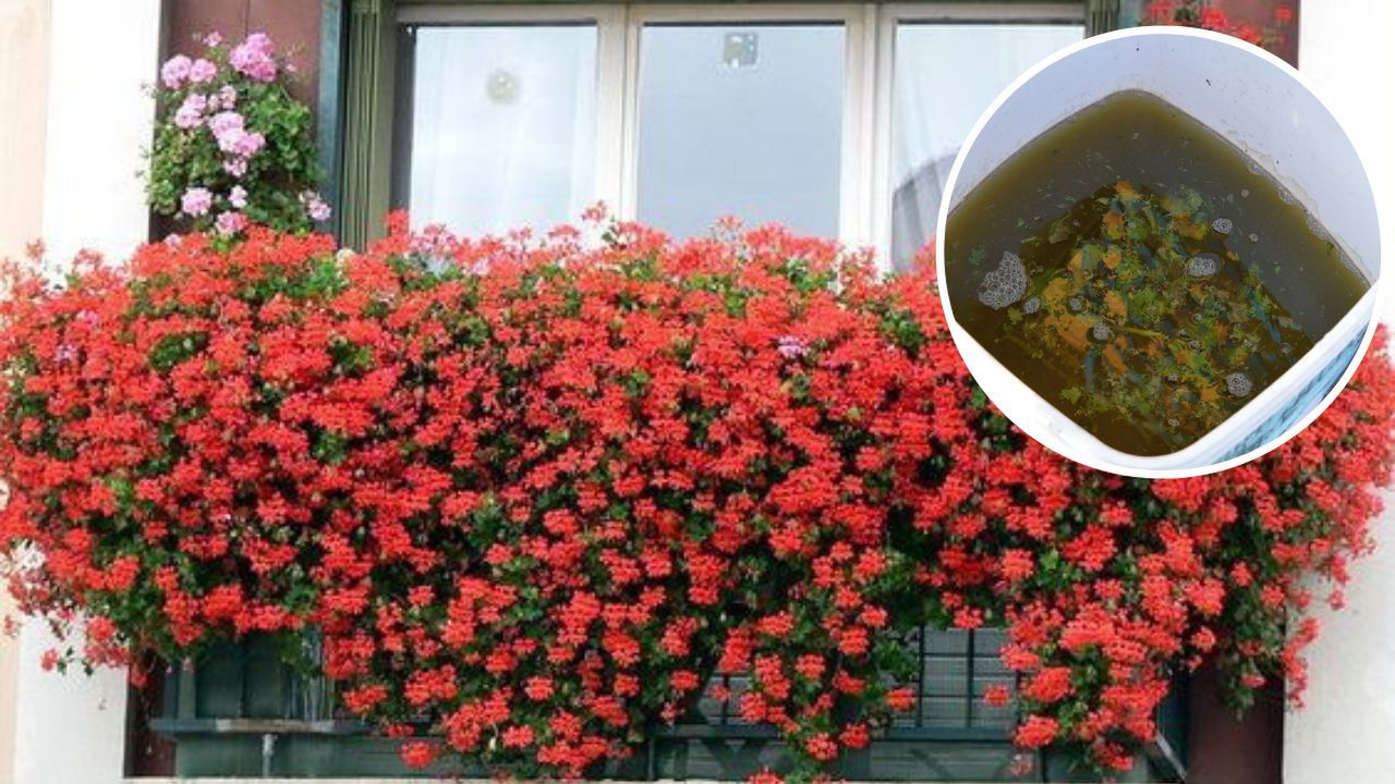 Przepis na naturalny nawóz dla pelargonii lepszy niż ze sklepu. Kwitną po nim jak szalone