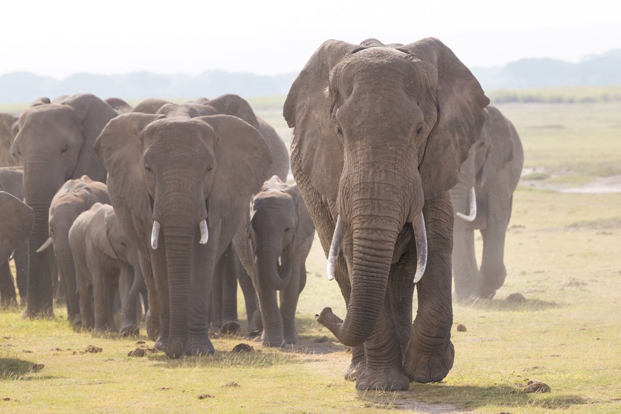 Tragiczna śmierć turystki w Zimbabwe. Stratował ją słoń