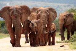 W Botswanie można będzie polować na słonie? Jest ich za dużo