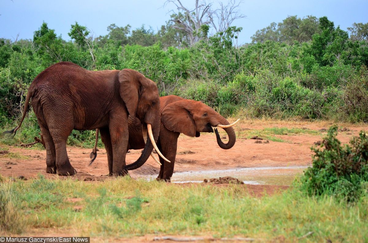 Afrykański kraj przywraca polowania na słonie. "Będziemy to kontrolować"