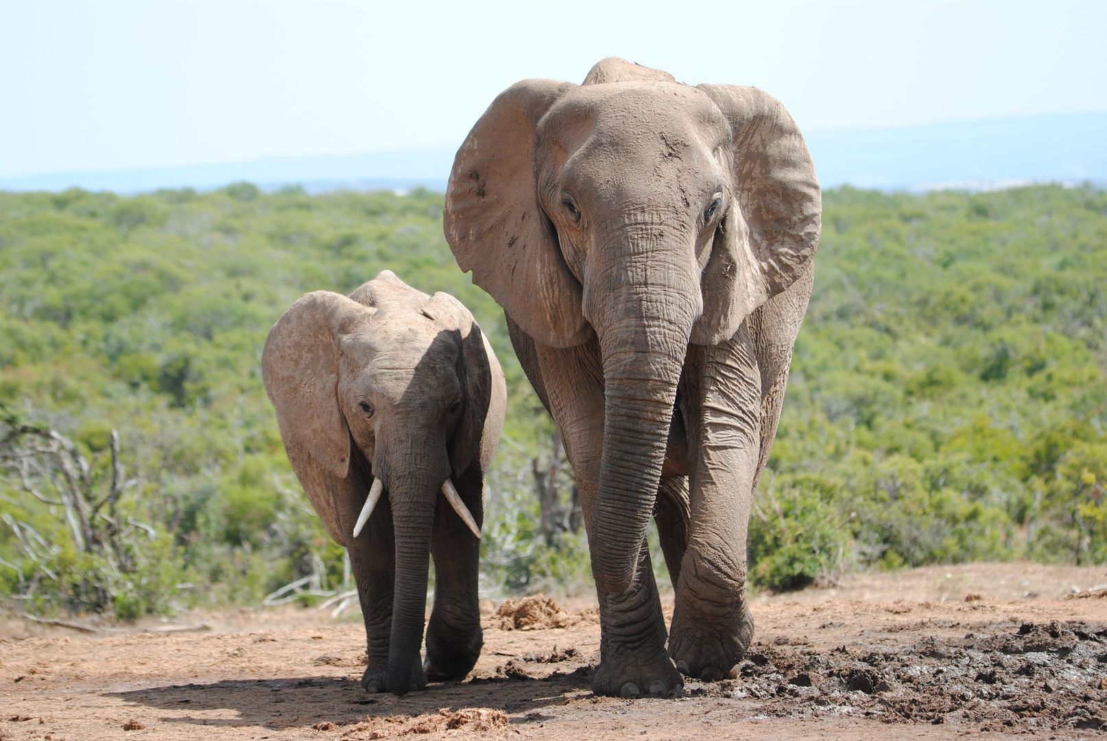 2 słonie zadeptały ekologa na śmierć. Teraz może zginąć całe stado