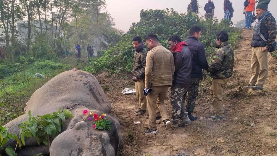 Słonie weszły prosto pod nadjeżdżający skład