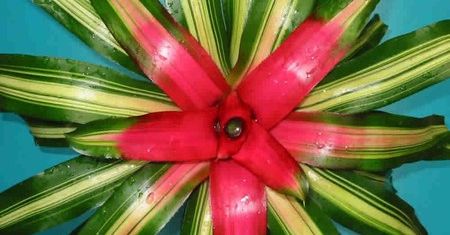 Neoregelia karolińska
