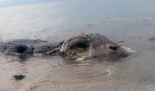 Fale wyrzuciły na plażę Filipin tajemnicze stworzenie. Władze szybko zareagowały