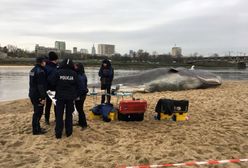 Niezwykłe znalezisko nad Wisłą. "Na brzegu leży wieloryb"