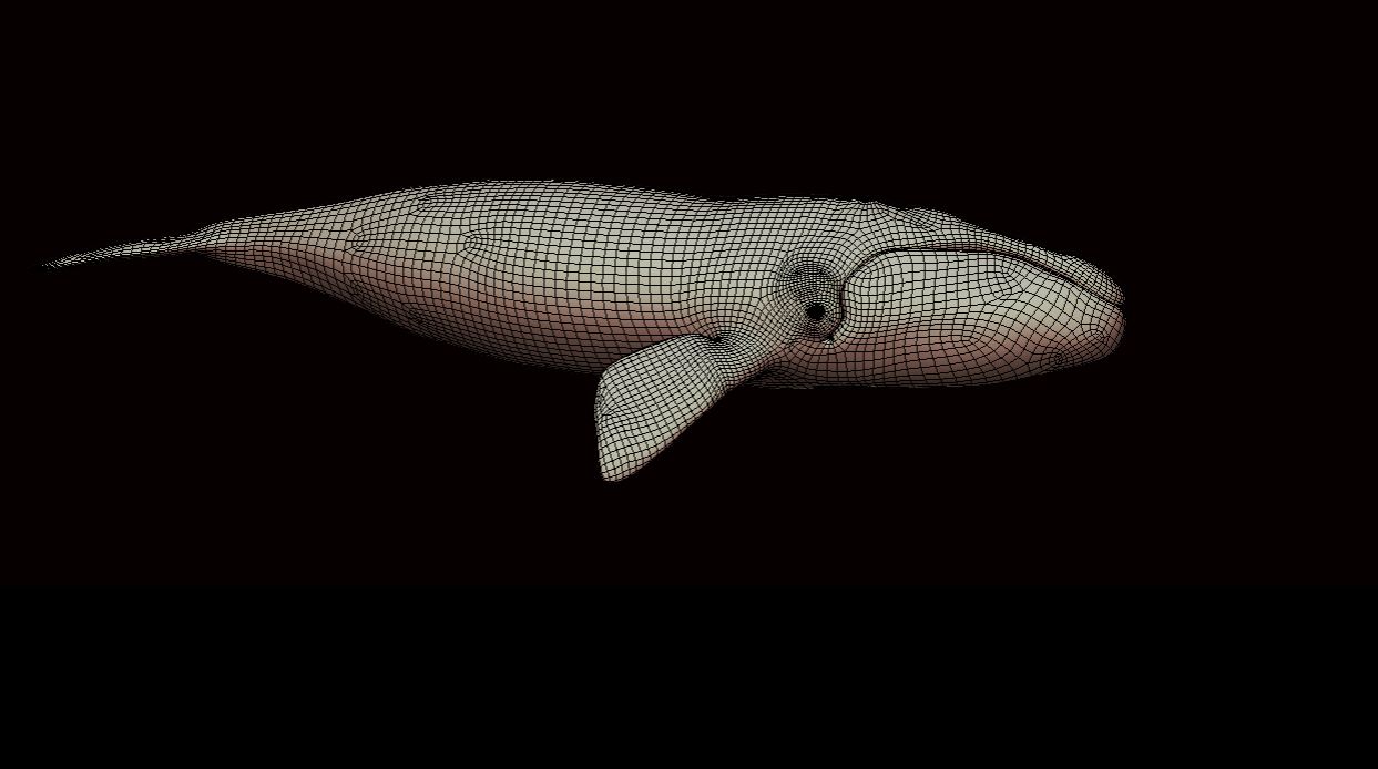 Model 3D zbadanego wieloryba 
