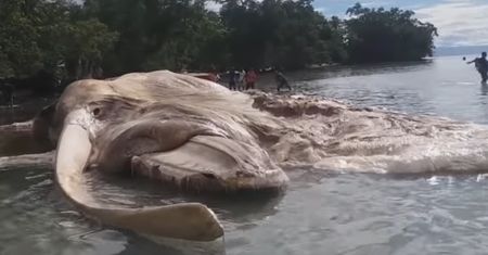 Znaleźli potwora na plaży. Już wiemy, co to jest
