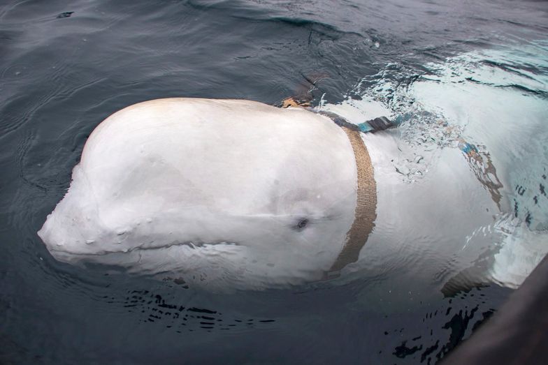 Szpiegujący wieloryb z Rosji odmówił odpłynięcia z Norwegii