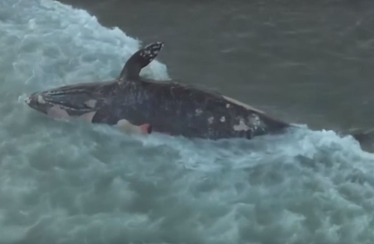 Martwy wieloryb przyciągnął gapiów. Robili sobie "selfie"