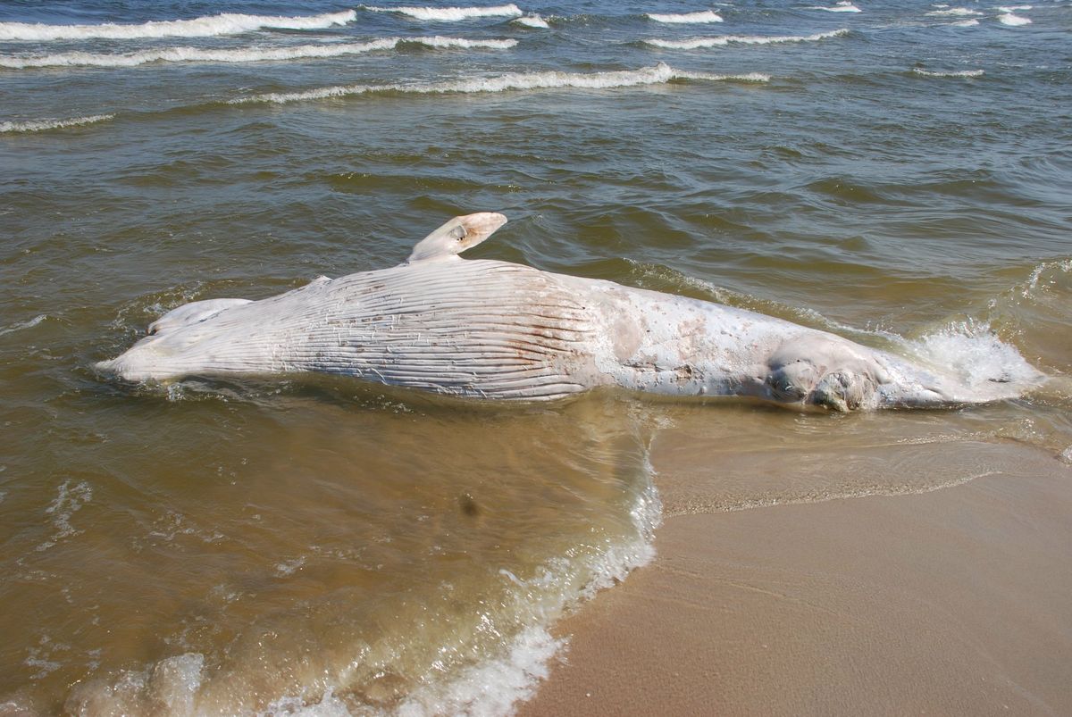 Martwy wieloryb na plaży na Mierzei Wiślanej. Morze Bałtyckie wyrzuciło 3-tonowego giganta