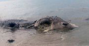 Fale wyrzuciły na plażę Filipin tajemnicze stworzenie. Władze szybko zareagowały