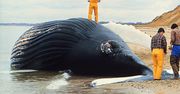 Giną dziesiątki wielorybów. Naukowcy nie wiedzą dlaczego
