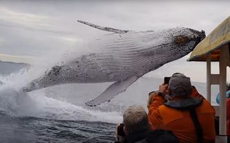 Wieloryb na widelcu. Japonia wznawia połowy