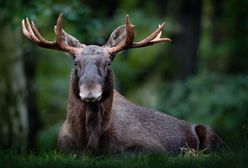 Samochód osobowy uderzył w łosia. Zablokowana DK79