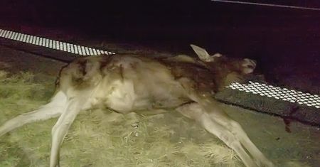 Łosie spadły na A4. Kierowca nie dał rady ich ominąć