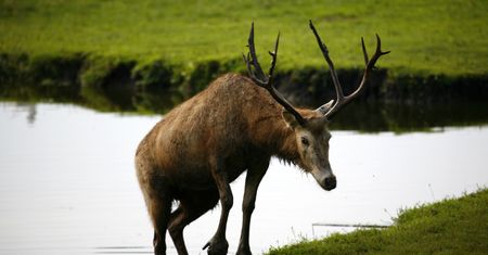 Łoś widziany na Wisłostradzie, trwa akcja służb