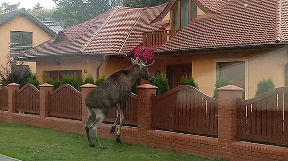 Łoś z wyspy Uznam widziany był ostatnio w czwartek przy ul. Krzywej w Świnoujściu
