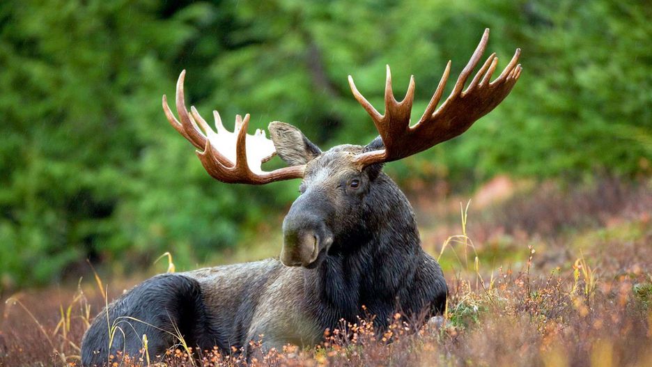 Ministerstwo Środowiska straszy niekontrolowanym wzrostem liczby łosi w Polsce
