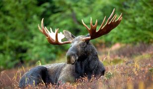 Resort Szyszki przywraca możliwość polowania na łosie. "Wchodzą w konflikt z człowiekiem"