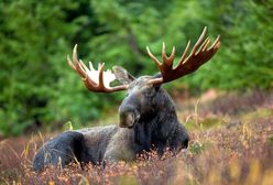 Resort Szyszki przywraca możliwość polowania na łosie. "Wchodzą w konflikt z człowiekiem"