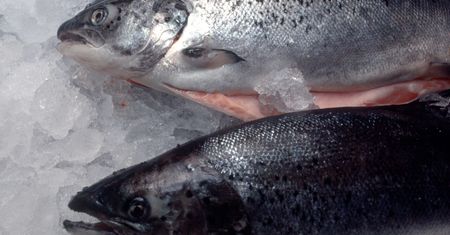 Norwegia. Miliony łososi padły z powodu kwitnienia alg. Ceny idą w górę