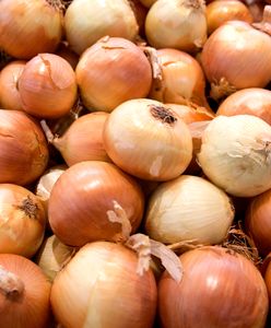 Cebula droga jak nigdy. Ceny podskoczyły o 130 proc.