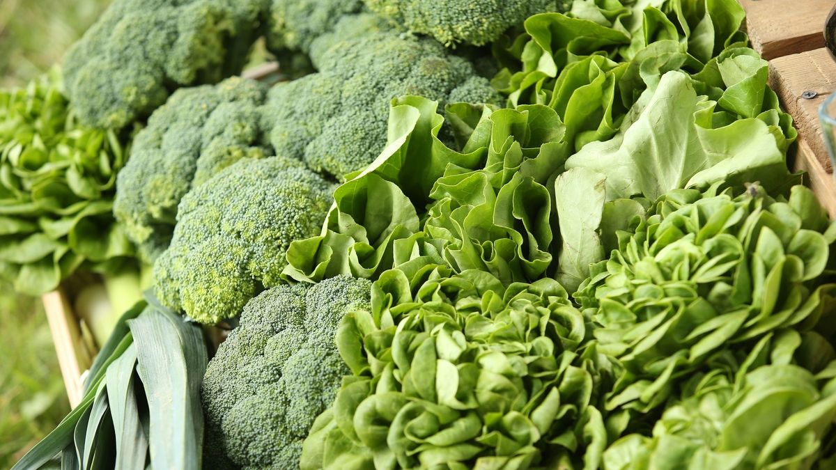 Jaszczurka ukryła się w sałacie