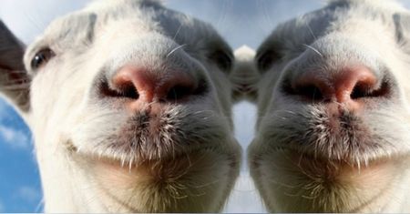 Goat Simulator dostanie tryb wieloosobowy