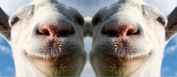 Goat Simulator dostanie tryb wieloosobowy