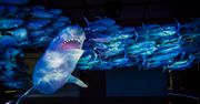 Hydropolis we Wrocławiu. Muzeum, w którym wszystko kręci się wokół wody