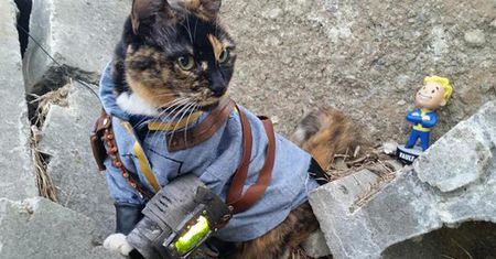 Co wspólnego mają koty z radiem w Fallout 4?