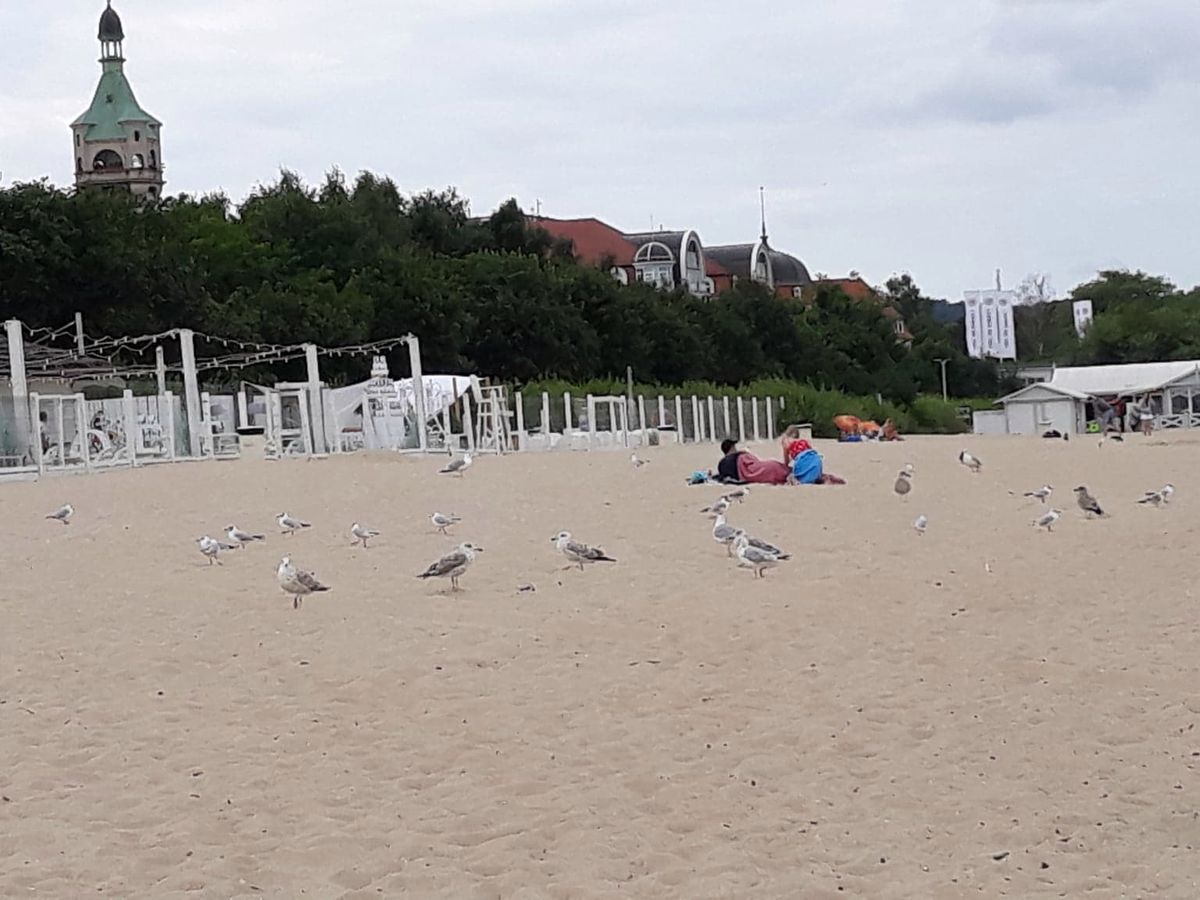 Morza szum, ptaków śpiew… i głosy wzburzonych turystów. Takie lato w Polsce