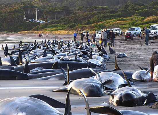 Na plaży utknęło blisko 200 wielorybów