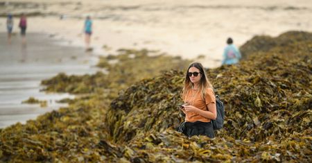 Plaża Coogee tonie w glonach. Turyści mają ciekawy plan zdjęciowy