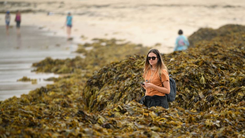 Plażę pokrywają góry wodorostów