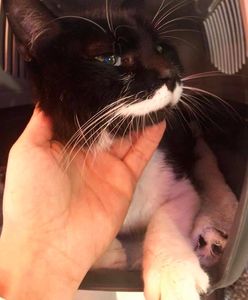 Kot przebył ponad 1000 kilometrów by odnaleźć swoich właścicieli