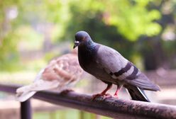 Znienawidzone ptaki. Jak odstraszyć gołębie z parapetu